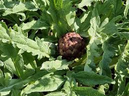 Image result for Cupello