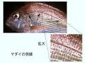 魚の五感 －〔NET de 水族館