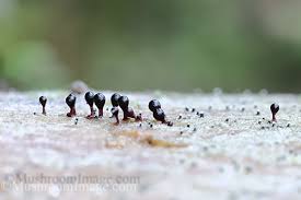 Attēlu rezultāti vaicājumam “Trichia botrytis var. cerifera”