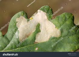 Attēlu rezultāti vaicājumam “Tischeria ekebladella”