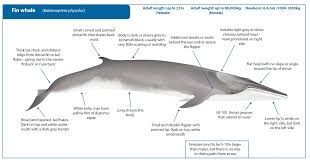 Image result for Balaenoptera physalus