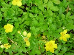 Attēlu rezultāti vaicājumam “Potentilla arenaria leaf”