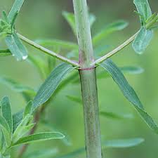 Attēlu rezultāti vaicājumam “Hypericum perforatum leaf”