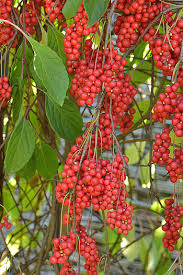 Attēlu rezultāti vaicājumam “Schisandra chinensis”