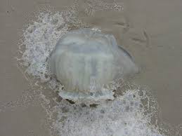 Attēlu rezultāti vaicājumam “Scyphozoa”