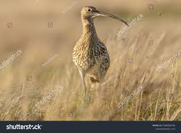 Attēlu rezultāti vaicājumam “Numenius arquata adult”