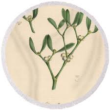 Attēlu rezultāti vaicājumam “Viscum album”