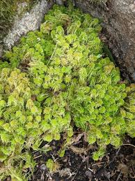 Attēlu rezultāti vaicājumam “Didymodon tophaceus sporophyte”