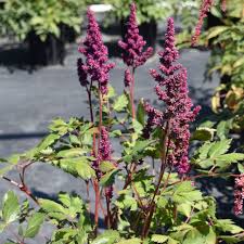 Attēlu rezultāti vaicājumam “Astilbe chinensis bud”