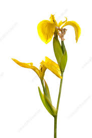 Attēlu rezultāti vaicājumam “Iris pseudacorus flower”