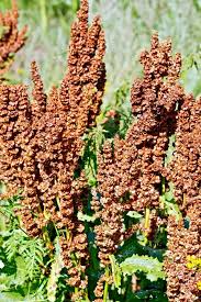 Attēlu rezultāti vaicājumam “Rumex confertus”