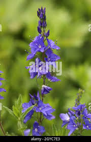 Attēlu rezultāti vaicājumam “Veronica austriaca subsp. teucrium leaf”