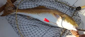 Image result for ALBION SEA FISHING CLUB