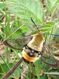 Attēlu rezultāti vaicājumam “Hemaris tityus”