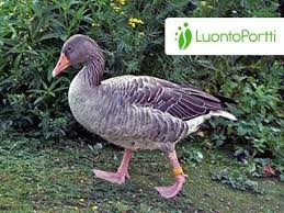 Attēlu rezultāti vaicājumam “Anser anser”