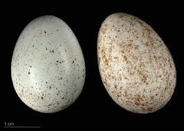 Attēlu rezultāti vaicājumam “Turdus merula eggs”