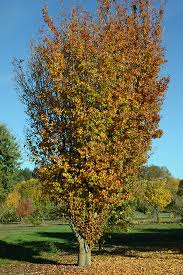 Attēlu rezultāti vaicājumam “Sorbus alnifolia fruit”
