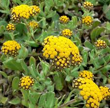 Image result for Helichrysum subulifolium