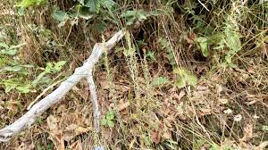 Attēlu rezultāti vaicājumam “Gnaphalium sylvaticum bud”