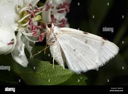 Attēlu rezultāti vaicājumam “Lomographa bimaculata”