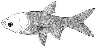 Image result for Hypophthalmichthys nobilis