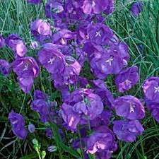 Image result for Campanula persicifolia