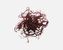 Attēlu rezultāti vaicājumam “Badhamia dubia macro”