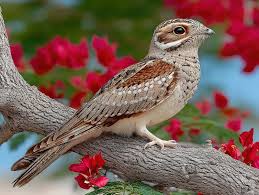 Attēlu rezultāti vaicājumam “Caprimulgus europaeus adult”