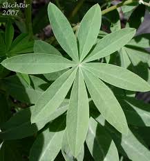 Attēlu rezultāti vaicājumam “Lupinus polyphyllus leaf”