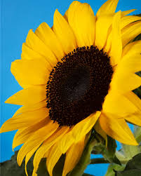 Image result for Sonnenblume