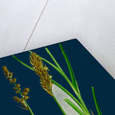 Attēlu rezultāti vaicājumam “Carex paniculata”