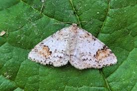 Attēlu rezultāti vaicājumam “Venusia blomeri”