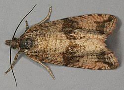 Attēlu rezultāti vaicājumam “Celypha striana”