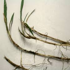 Attēlu rezultāti vaicājumam “Elytrigia repens subsp. arenosa”