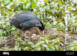 Attēlu rezultāti vaicājumam “Fulica atra eggs”
