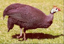 Attēlu rezultāti vaicājumam “Numida meleagris”