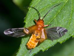 Attēlu rezultāti vaicājumam “Rhagonycha fulva”
