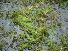 「金魚藻」的圖片搜尋結果