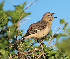 Image result for Mimus polyglottos