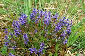 Attēlu rezultāti vaicājumam “Polygala amarella”