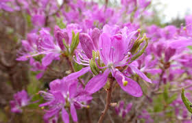 Attēlu rezultāti vaicājumam “Rhododendron canadense”