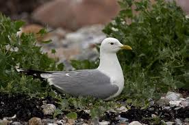 Attēlu rezultāti vaicājumam “Larus canus”