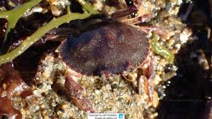 Image result for Cancer irroratus