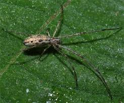 Attēlu rezultāti vaicājumam “Tetragnatha montana”