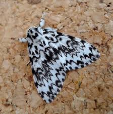 Attēlu rezultāti vaicājumam “Lymantria monacha pupa”