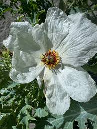 Attēlu rezultāti vaicājumam “Papaver argemone leaf”
