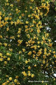 Attēlu rezultāti vaicājumam “Tubiferaceae”