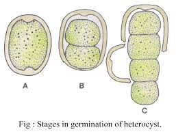 Attēlu rezultāti vaicājumam “Nostoc commune cells”