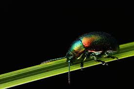 Attēlu rezultāti vaicājumam “Chrysolina fastuosa”