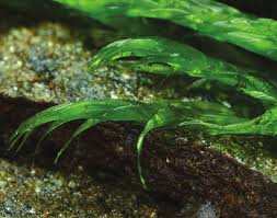 Attēlu rezultāti vaicājumam “Warnstorfia fluitans”